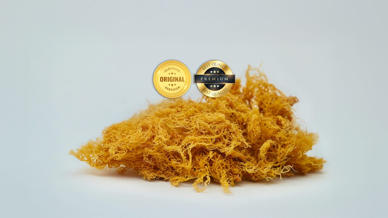 Vild sea moss från St Lucia