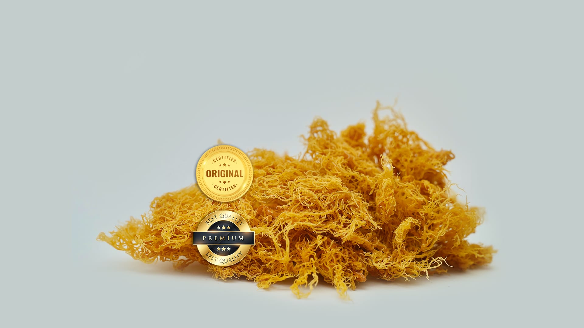 Vild sea moss från St Lucia