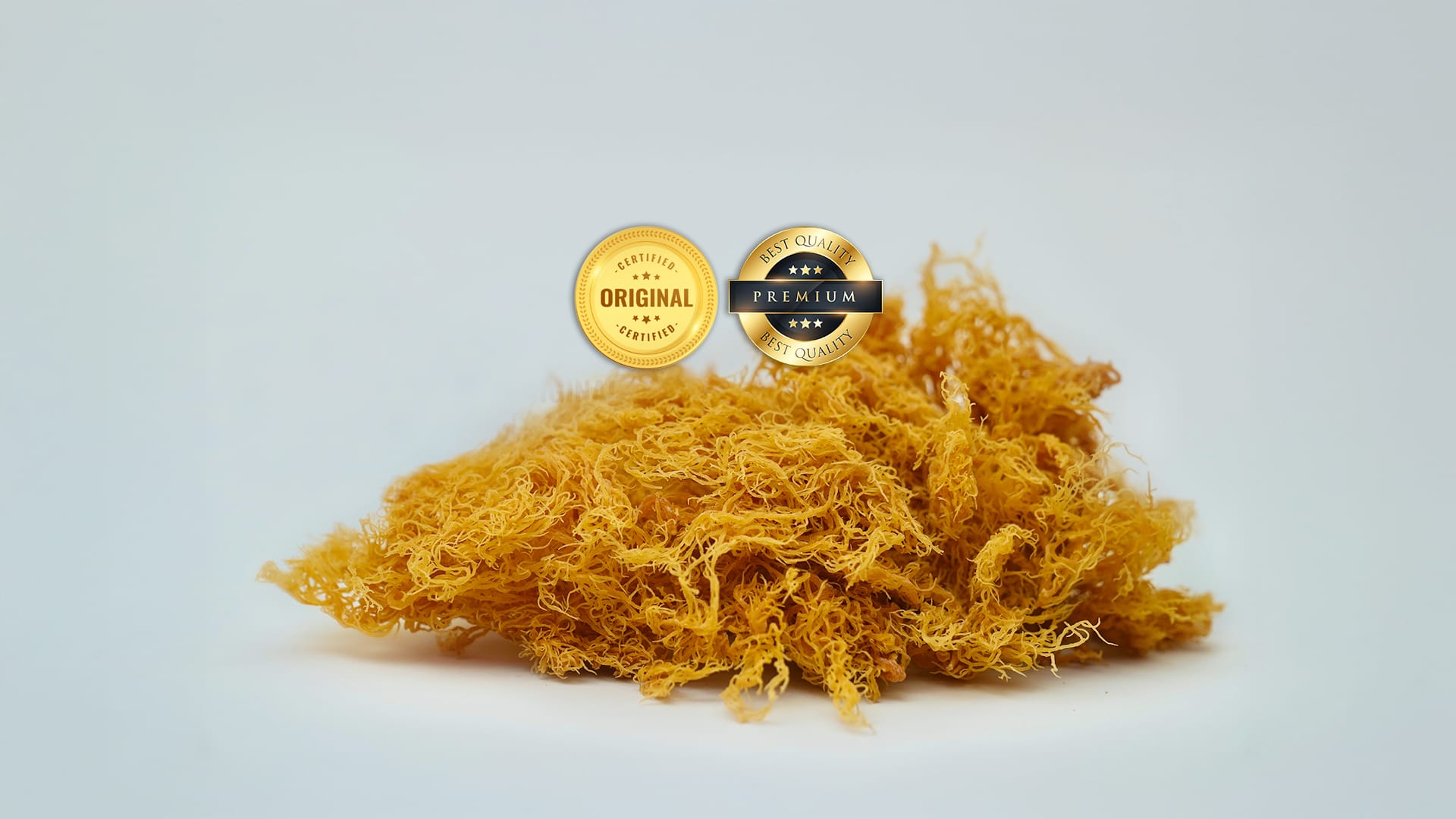 Vild sea moss från St Lucia