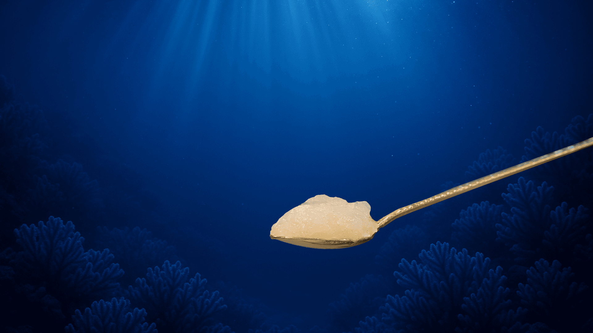 sea moss från karibien